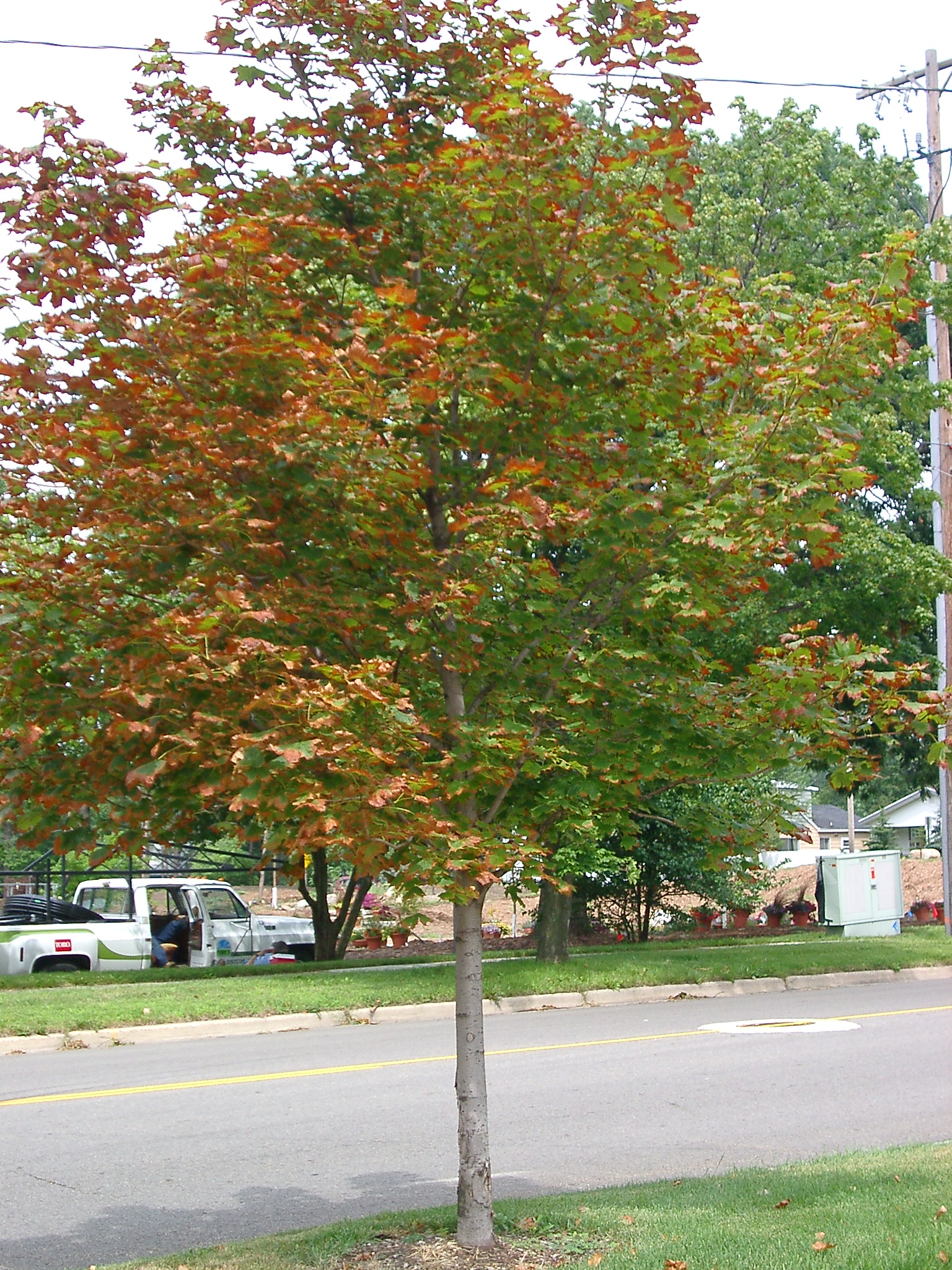 Leaf scorch in maple